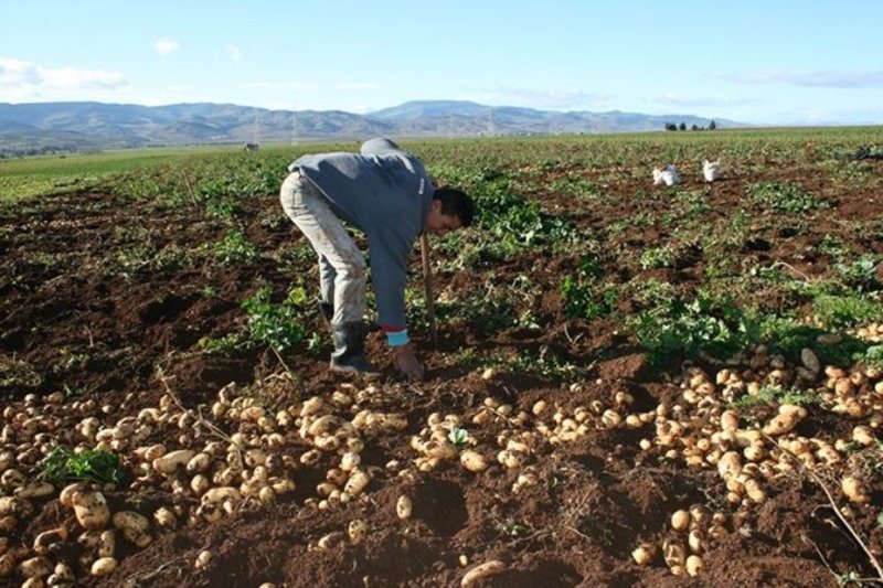 Pourquoi Durant Ces 20 Derni Res Ann Es L Agriculture Alg Rienne Est   Agriculture Traditionnelle  